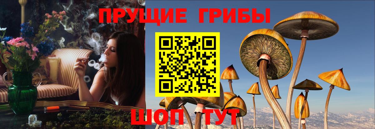 Псилоцибиновые грибы мицелий Таганрог